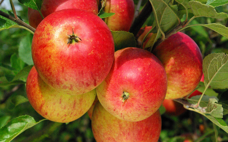 Malus domestica 'Cox's Orange' (buisson racines nues)