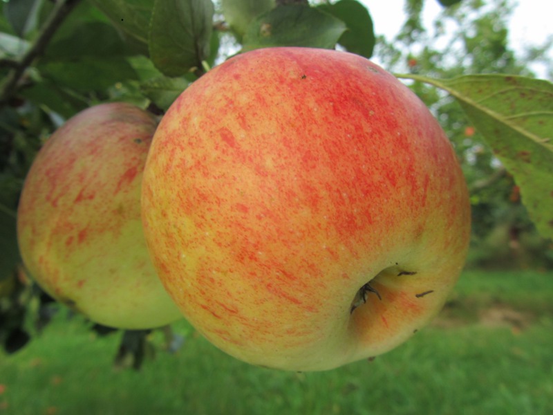 Malus domestica 'James Grieve' (buisson racines nues)