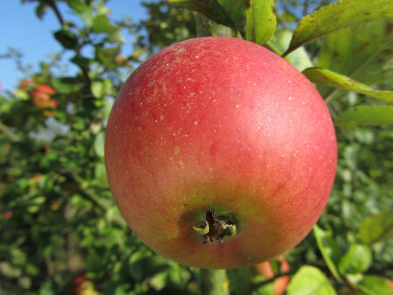Malus domestica 'Reine des Reinettes'