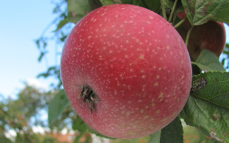 Malus domestica 'Reinette étoilée' (buisson racines nues)