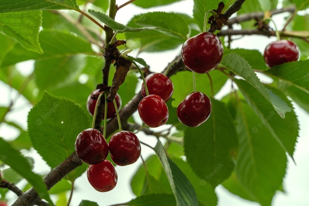 Prunus avium 'Hedelfinger' (buisson racines nues)