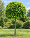 Catalpa bignonioides 'Nana'