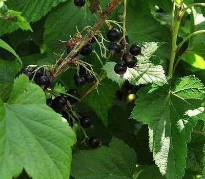 Ribes nigrum 'Ben Nevis'
