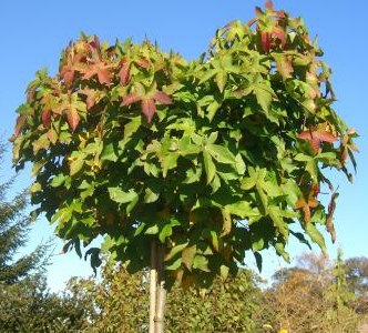 Liquidambar styraciflua 'Gum Ball'