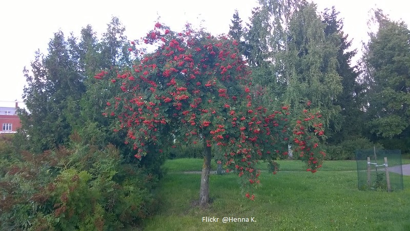 Malus 'Red Sentinel'