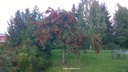 Malus 'Red Sentinel'