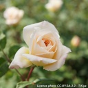 Rosa 'Helga'