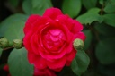 Rosa 'Paul's Scarlet'
