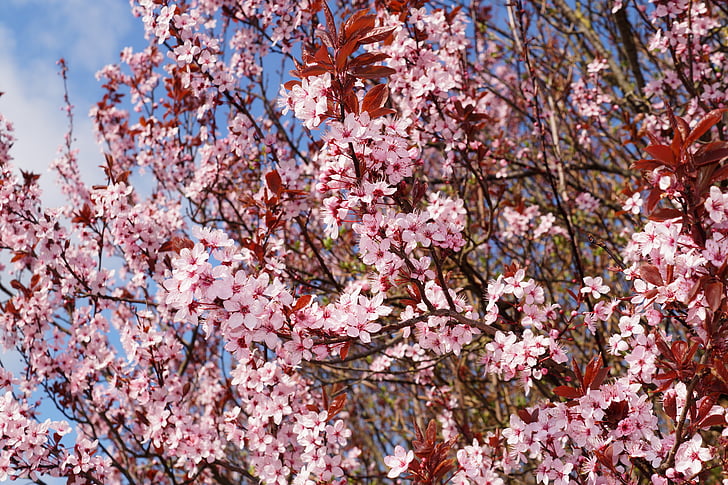 Prunus cerasifera 'Nigra'
