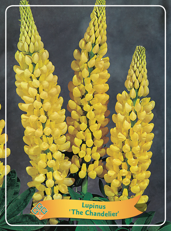 Lupinus 'The Chandelier'