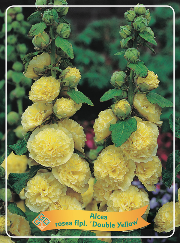 Alcea rosea 'Double Yellow'