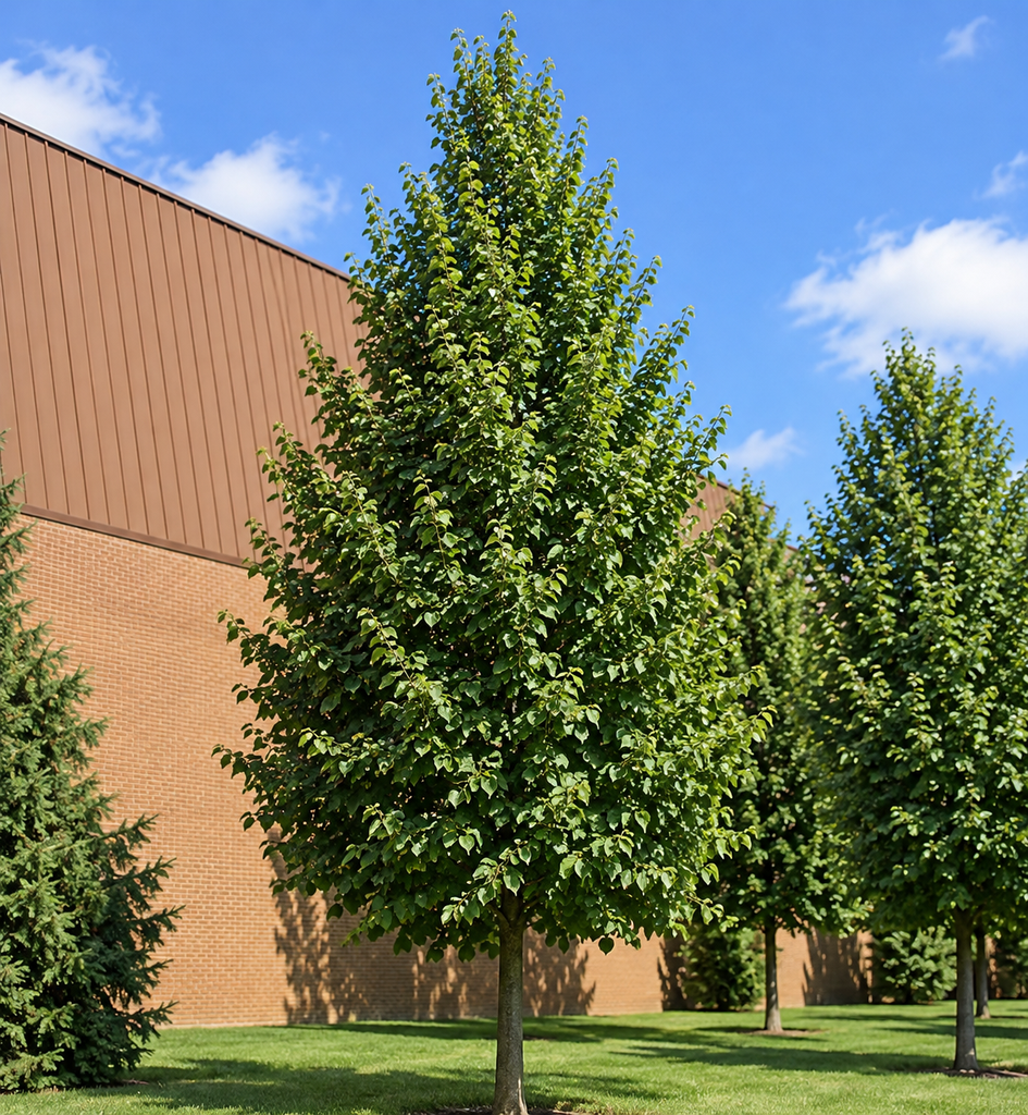 Tilia cordata 'Greenspire'
