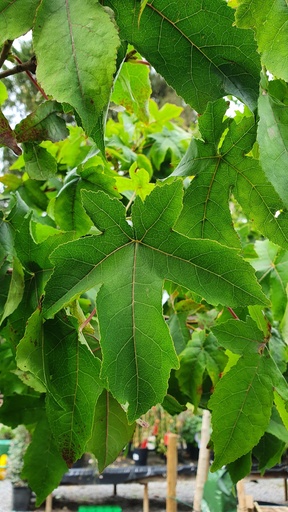 Liquidambar styraciflua