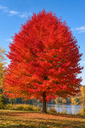 Liquidambar styraciflua