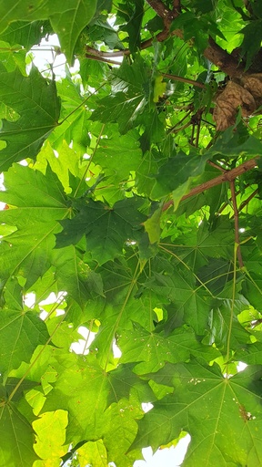 Acer platanoides 'Globosum' (haute tige 8/10 C.35L)
