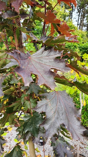Acer platanoides 'Crimson Sentry' (haute tige 10/12 C.43L)
