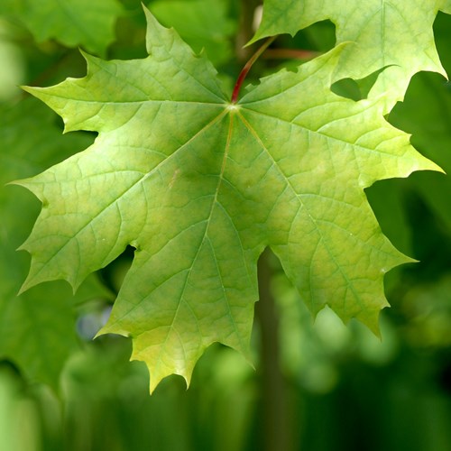 Acer platanoides (haute tige 8/10 C.35L)