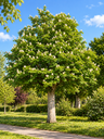 Aesculus hippocastanum