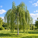 Betula pendula 'Youngii'