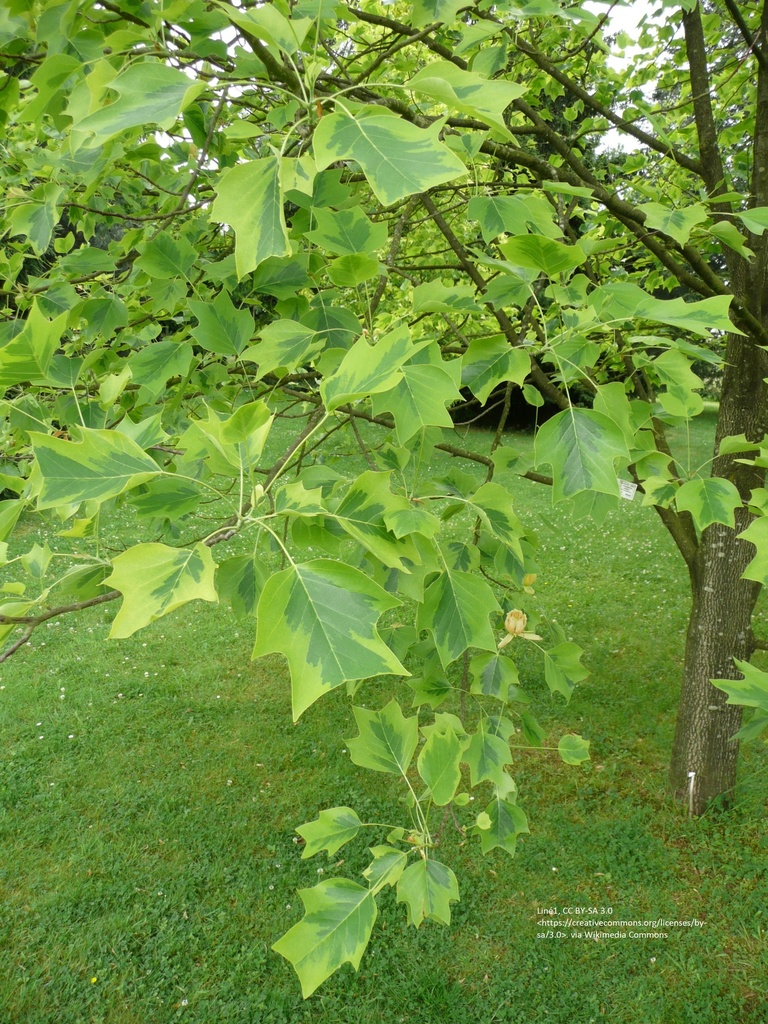 Liriodendron tulipifera 'Aureomarginatum'