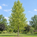 Liriodendron tulipifera 'Aureomarginatum'