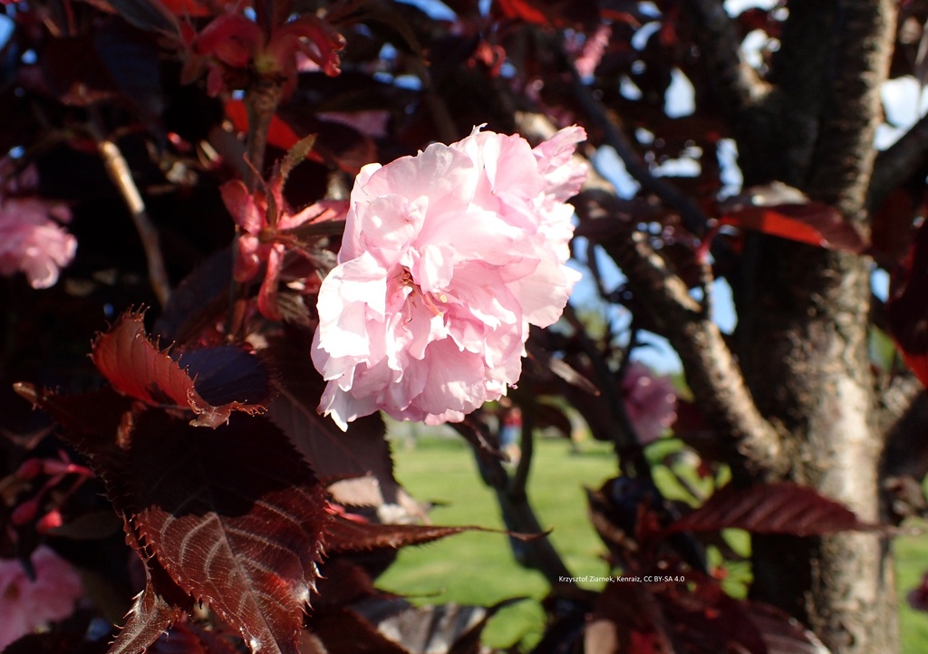 Prunus serrulata 'Royal Burgundy'
