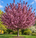Prunus serrulata 'Royal Burgundy'