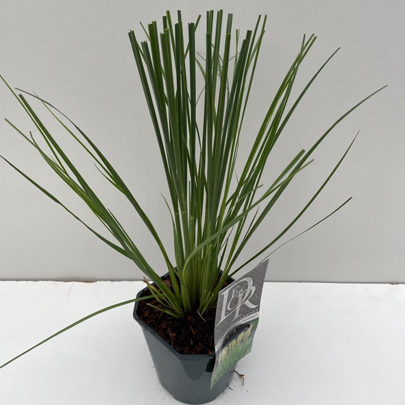 Cortaderia selloana 'Mini Pampas'