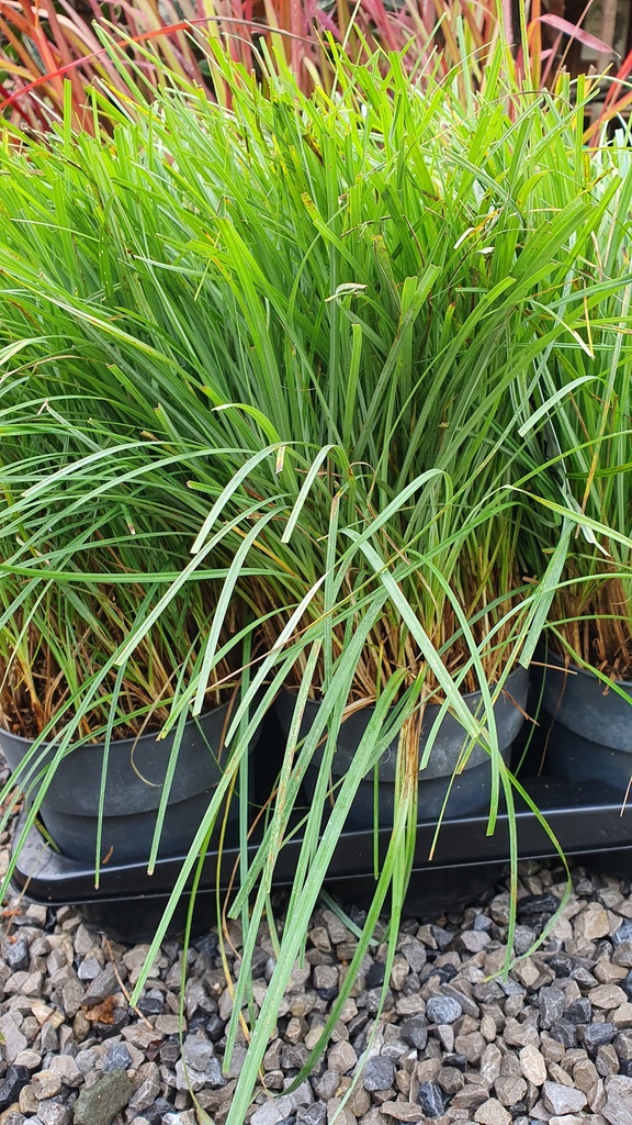 Carex flacca 'Blue Zinger'