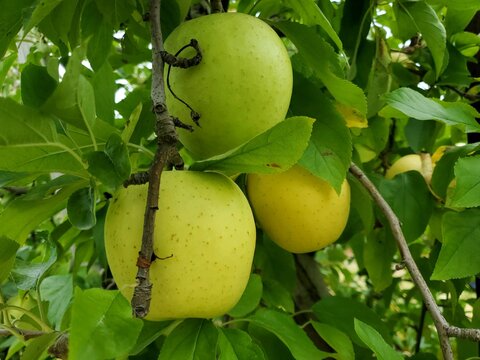 Malus domestica 'Golden Delicious' (buisson racines nues)