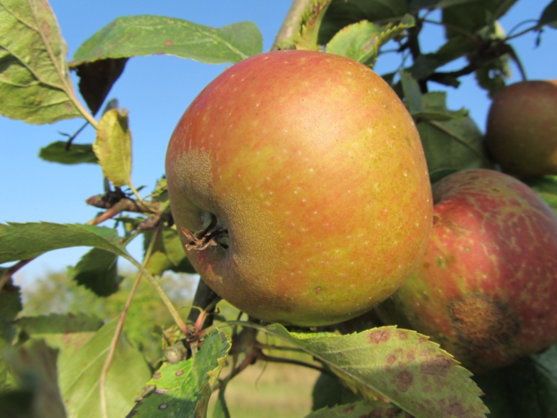 Malus domestica 'Boskoop rouge' (buisson racines nues)