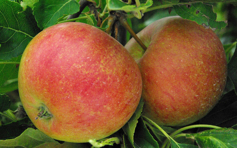 Malus domestica 'Elstar' (buisson racines nues)