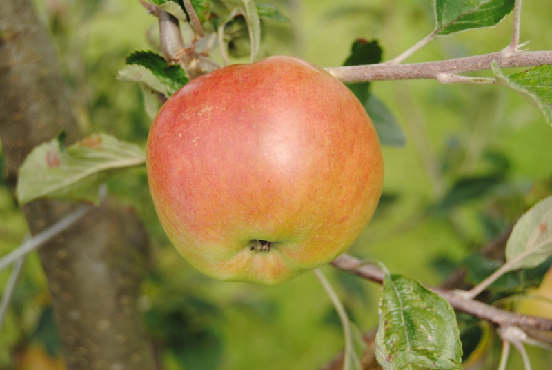 Malus domestica 'Jonathan' (buisson racines nues)