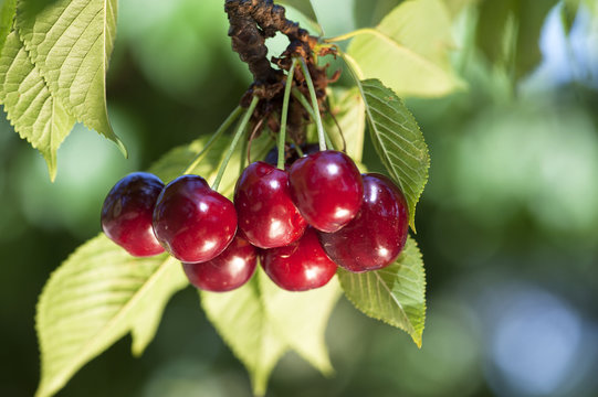 Prunus avium 'Bigarreau Burlat' (buisson racines nues)