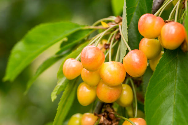 Prunus avium 'Bigarreau Napoléon' (buisson racines nues)