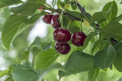 Prunus avium 'Bigarreau Lapins'