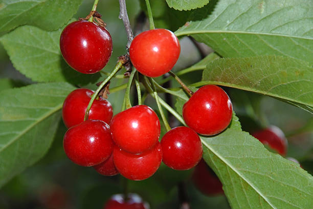 Prunus avium 'Sunburst' (buisson racines nues)