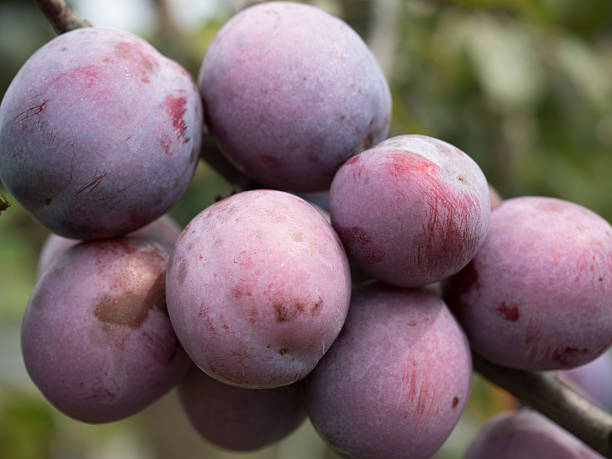 Prunus domestica 'Anna Späth' (buisson racines nues)