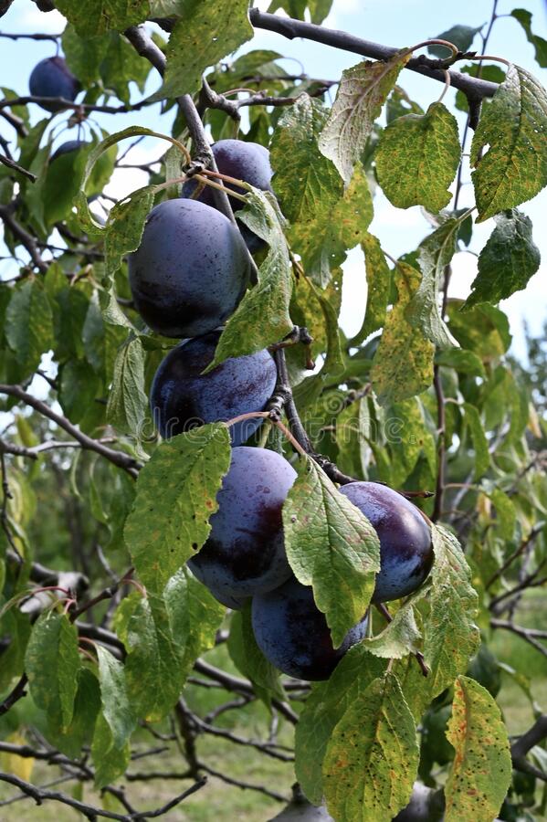 Prunus domestica 'Bleue de Belgique' (buisson racines nues)
