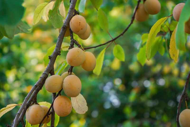 Prunus domestica 'Mirabelle de Nancy'