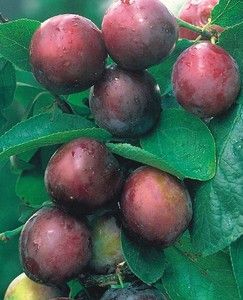 Prunus domestica 'Opal' (demi-tige racines nues)
