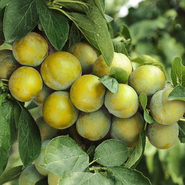 Prunus domestica 'Reine Claude'