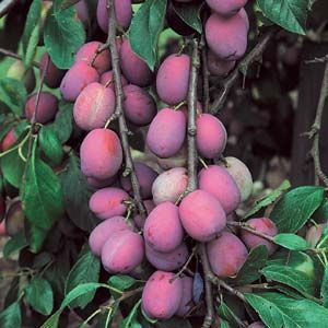 Prunus domestica 'Victoria' (demi-tige racines nues)