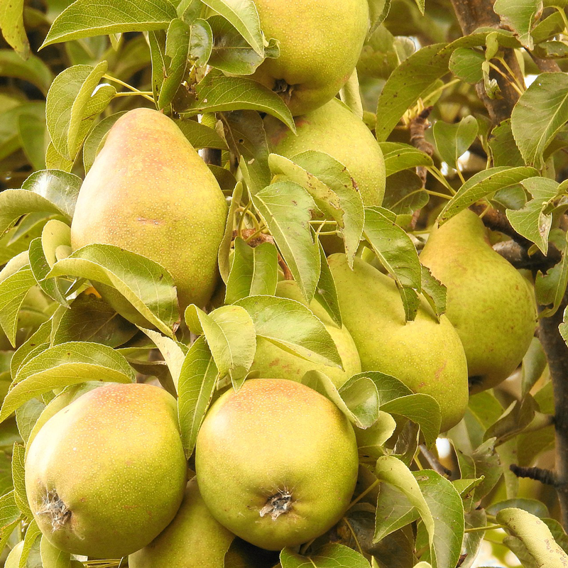 Pyrus communis 'Beurré Hardy' (buisson racines nues)