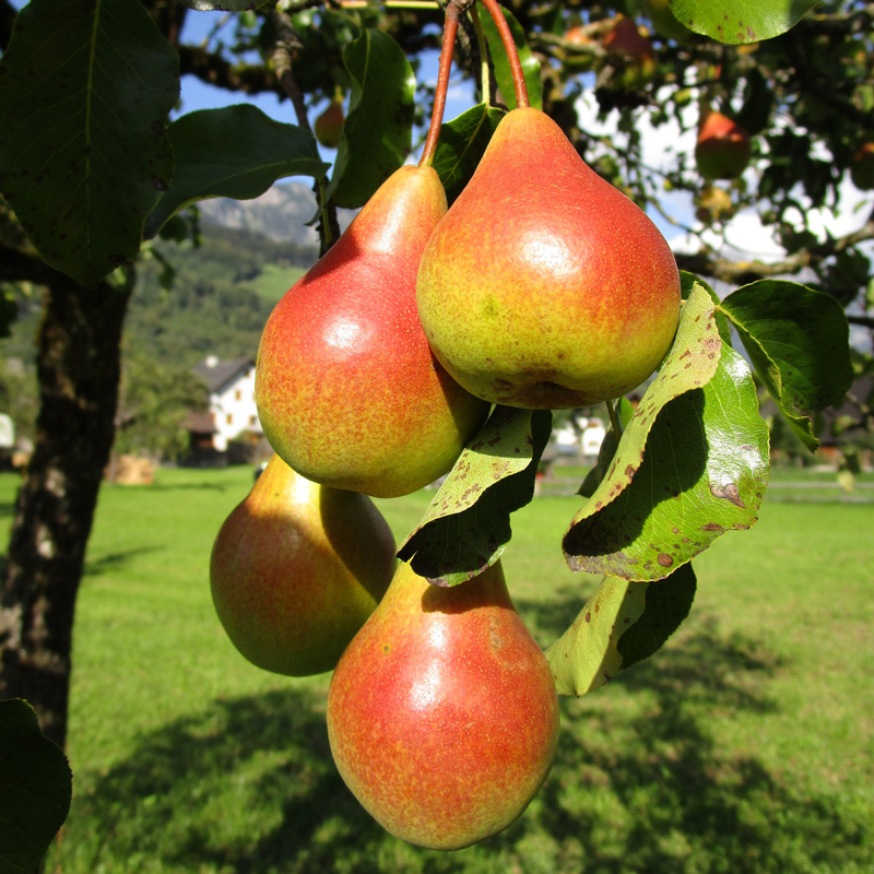 Pyrus communis 'Clapp's Favourite' (buisson racines nues)