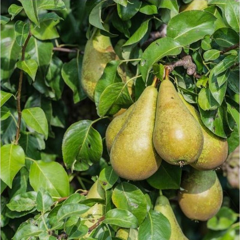 Pyrus communis 'Conférence' (buisson racines nues)