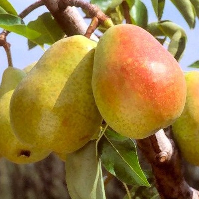 Pyrus communis 'Doyenné du Comice' (buisson racines nues)