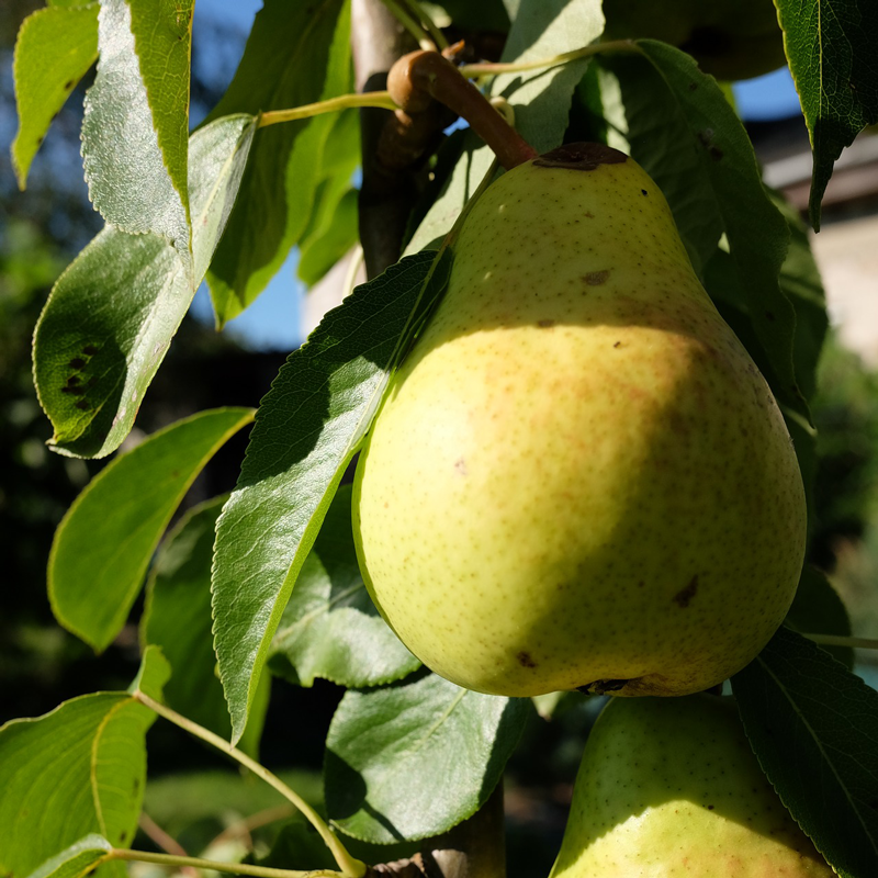 Pyrus communis 'Williams Bon Chrétien' (buisson racines nues)