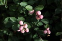 Symphoricarpos doorenbosii 'Amethyst'