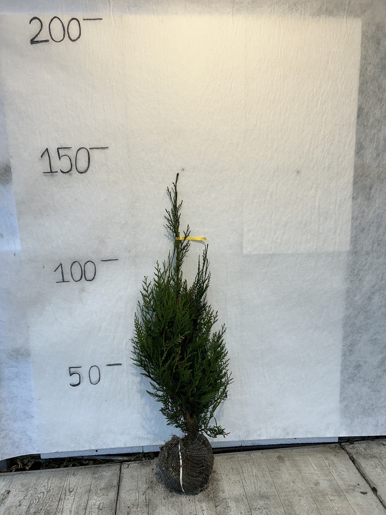 Thuja plicata 'Atrovirens' (80-100cm motte)